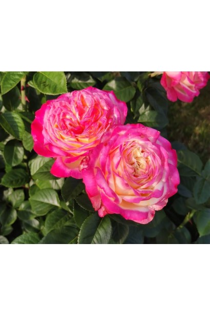 Троянда Ювілей Кордеса - щільні махрові чашоподібні бутони